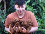 Orjinal Irk Ve Sağlık Garantili Toy Poodle Bebeklerimiz