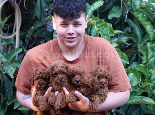 Orjinal Irk Ve Sağlık Garantili Toy Poodle Bebeklerimiz
