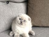 Dünya Tatlisi Scottish Fold Yavrularimiz