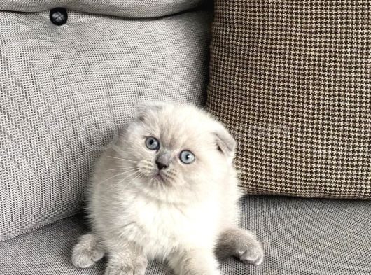 Dünya Tatlisi Scottish Fold Yavrularimiz görsel