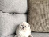 Dünya Tatlisi Scottish Fold Yavrularimiz