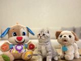 Dünya Tatlisi Scottish Fold Yavrularimiz