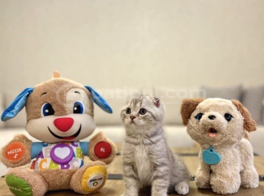Dünya Tatlisi Scottish Fold Yavrularimiz görsel