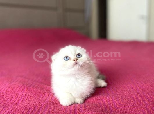 Dünya Tatlisi Scottish Fold Yavrularimiz görsel