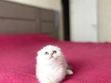 Dünya Tatlisi Scottish Fold Yavrularimiz