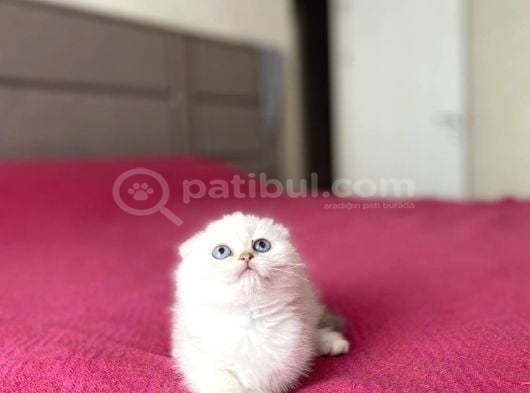 Dünya Tatlisi Scottish Fold Yavrularimiz