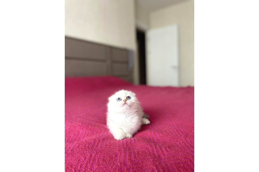 DÜnya Tatlisi Scottish Fold Yavrularimiz