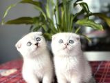 Masmavi̇ Gözlere Sahi̇p Scottish Fold Yavrularim