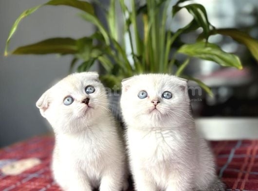Masmavi̇ Gözlere Sahi̇p Scottish Fold Yavrularim