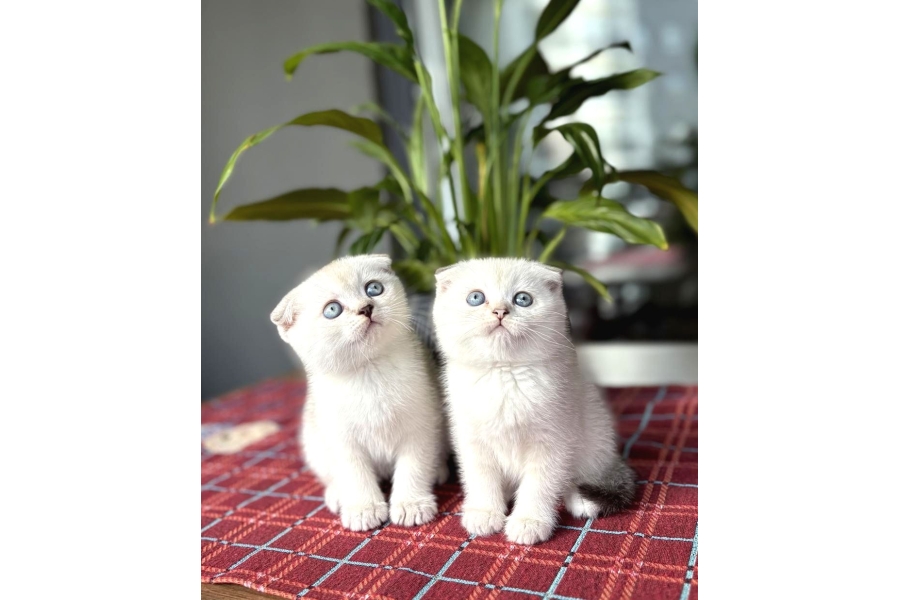 Masmavİ GÖzlere Sahİp Scottish Fold Yavrularim
