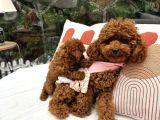 Toy Poodle Safkkan Yavrularımız