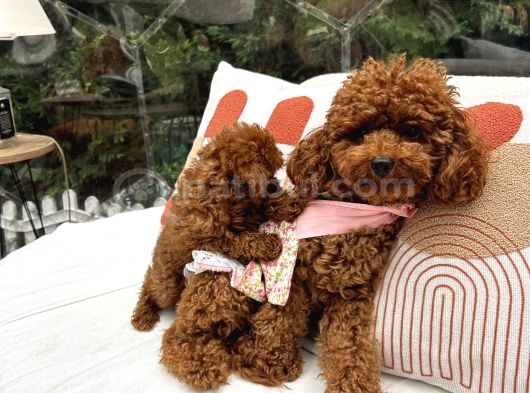 Toy Poodle Safkkan Yavrularımız görsel