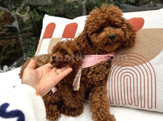Toy Poodle Safkkan Yavrularımız görsel