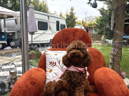 Toypoodle Yavrularımız görsel