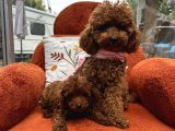 Toypoodle Yavrularımız