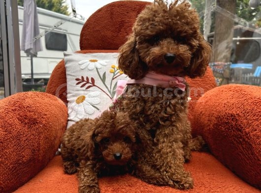 Toypoodle Yavrularımız görsel