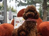 Toypoodle Yavrularımız