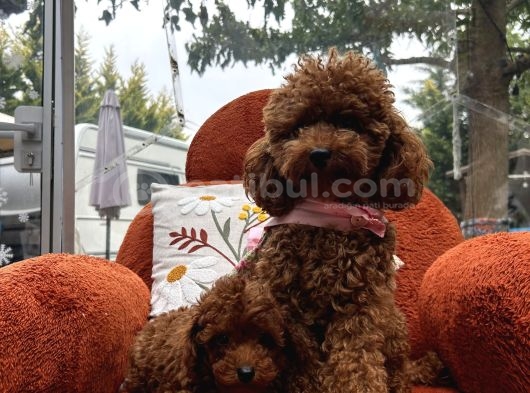 Toypoodle Yavrularımız görsel