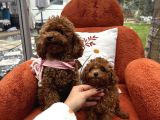 Toypoodle Yavrularımız