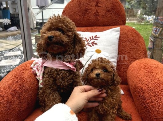 Toypoodle Yavrularımız görsel