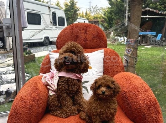 ToyPoodle yavrularımız