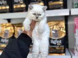 Blue Point British Shorthair Yavruları