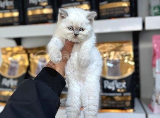 Blue Point British Shorthair Yavruları
