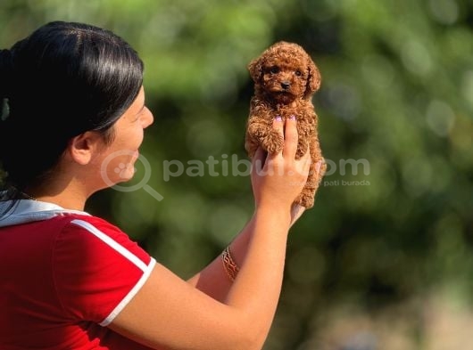 Irk Ve Sağlık Garantili Toy Poodle Bebeklerimiz görsel