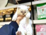 Blue Point British Shorthair Yavruları