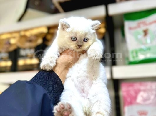 Blue Point British Shorthair Yavruları görsel