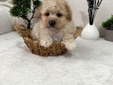 Sevimli Maltipoo Yavrular