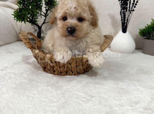 Sevimli Maltipoo Yavrular görsel