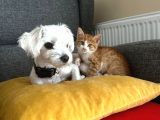 Ücretsi̇z Erkek Maltese Terrier