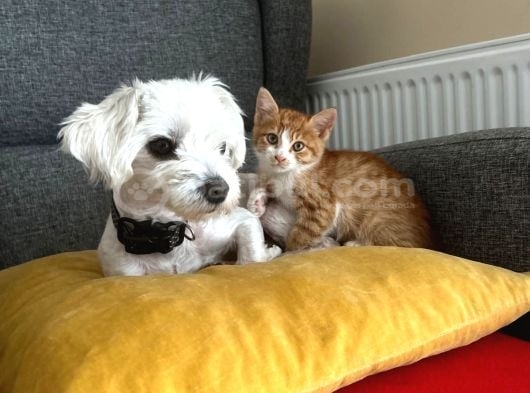 Ücretsi̇z Erkek Maltese Terrier görsel