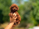 Irk Ve Sağlık Garantili Toy Poodle Bebeklerimiz