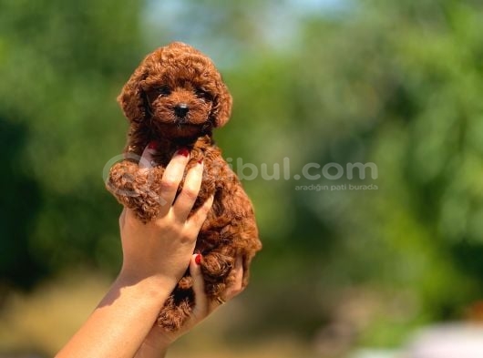 Irk Ve Sağlık Garantili Toy Poodle Bebeklerimiz