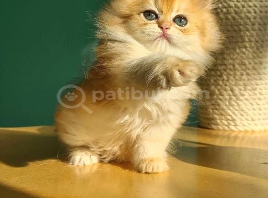 Oyuncu Golden British Longhair