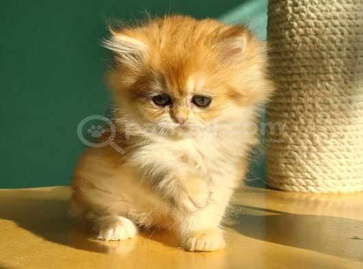 Oyuncu Golden British Longhair görsel