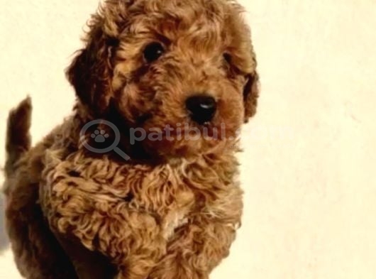 Anne Altından Safkan Toy Poodle Yavrularım