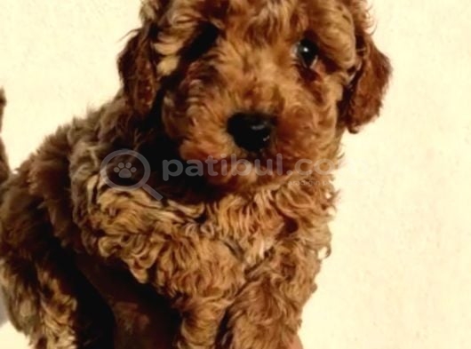 Anne Altından Safkan Toy Poodle Yavrularım görsel