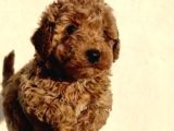 Anne Altından Safkan Toy Poodle Yavrularım