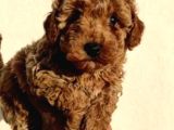 Anne Altından Safkan Toy Poodle Yavrularım
