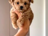 Malti̇poo Ci̇nsi̇ Yavrular Ev Üreti̇mi̇