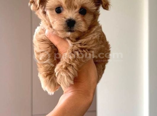 Malti̇poo Ci̇nsi̇ Yavrular Ev Üreti̇mi̇ görsel