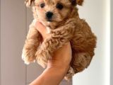 Malti̇poo Ci̇nsi̇ Yavrular Ev Üreti̇mi̇