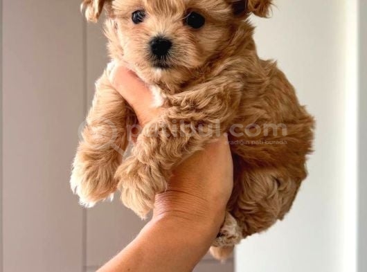 Malti̇poo Ci̇nsi̇ Yavrular Ev Üreti̇mi̇ görsel