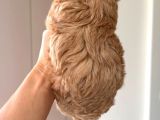 Malti̇poo Ci̇nsi̇ Yavrular Ev Üreti̇mi̇