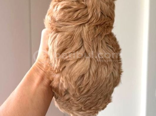Malti̇poo Ci̇nsi̇ Yavrular Ev Üreti̇mi̇ görsel