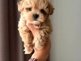 Malti̇poo Ci̇nsi̇ Yavrular Ev Üreti̇mi̇