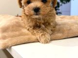Malti̇poo Ci̇nsi̇ Yavrular Ev Üreti̇mi̇